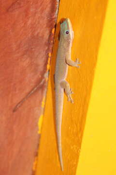 Image of Zanzibar Day Gecko