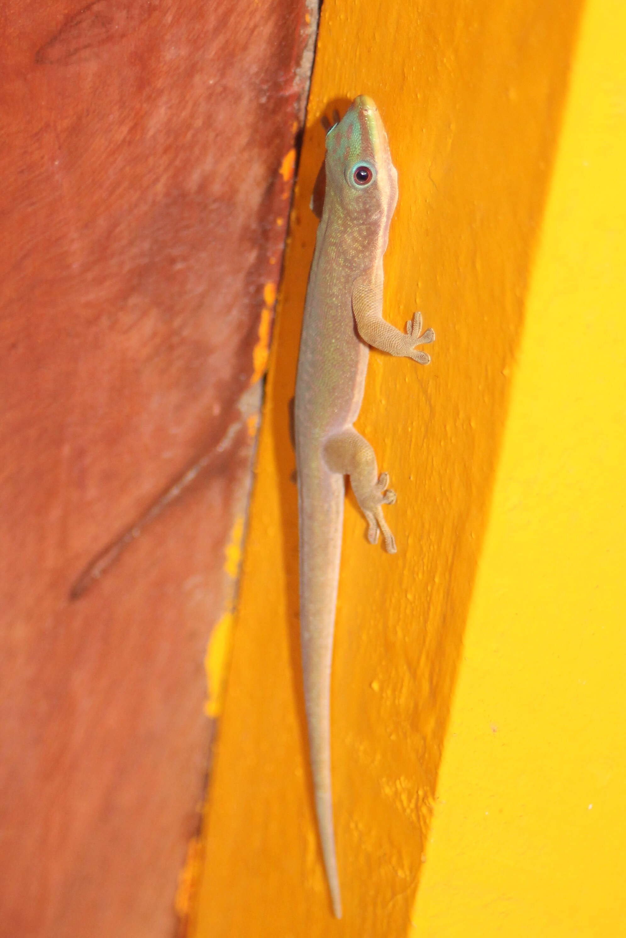 صورة Phelsuma dubia (Boettger 1881)