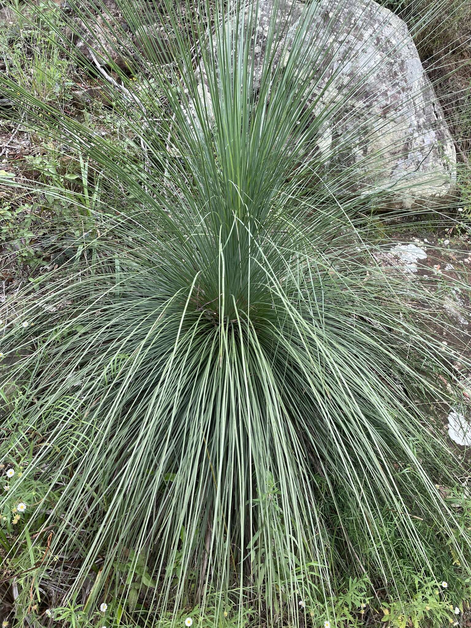 Image of Xanthorrhoea glauca D. J. Bedford