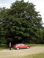 Image of Nothofagus solandri (Hook. fil.) Oerst.