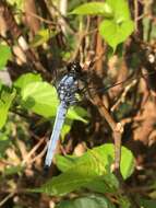 Image of Blue-tailed Forest Hawk