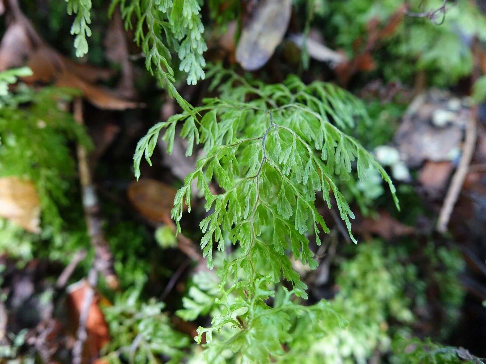 Imagem de Hymenophyllum bivalve (G. Forst.) Sw.