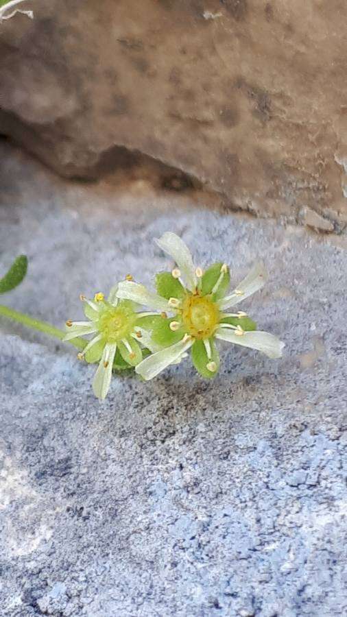 Image of Saxifraga presolanensis Engler