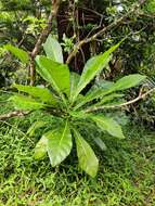 Meryta latifolia (Endl.) Seem. resmi