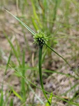 Image de Cyperus lupulinus subsp. macilentus (Fernald) Marcks