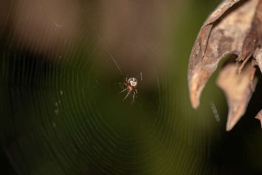 Image de Araneus pegnia (Walckenaer 1841)