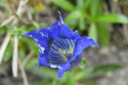 صورة Gentiana angustifolia Vill.