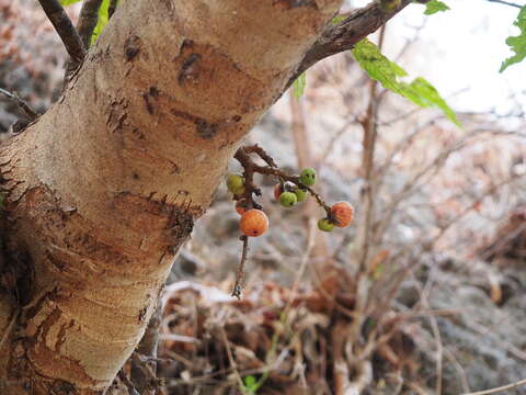 Imagem de Ficus racemosa L.