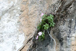 Image of Impatiens sirindhorniae Triboun & Suksathan