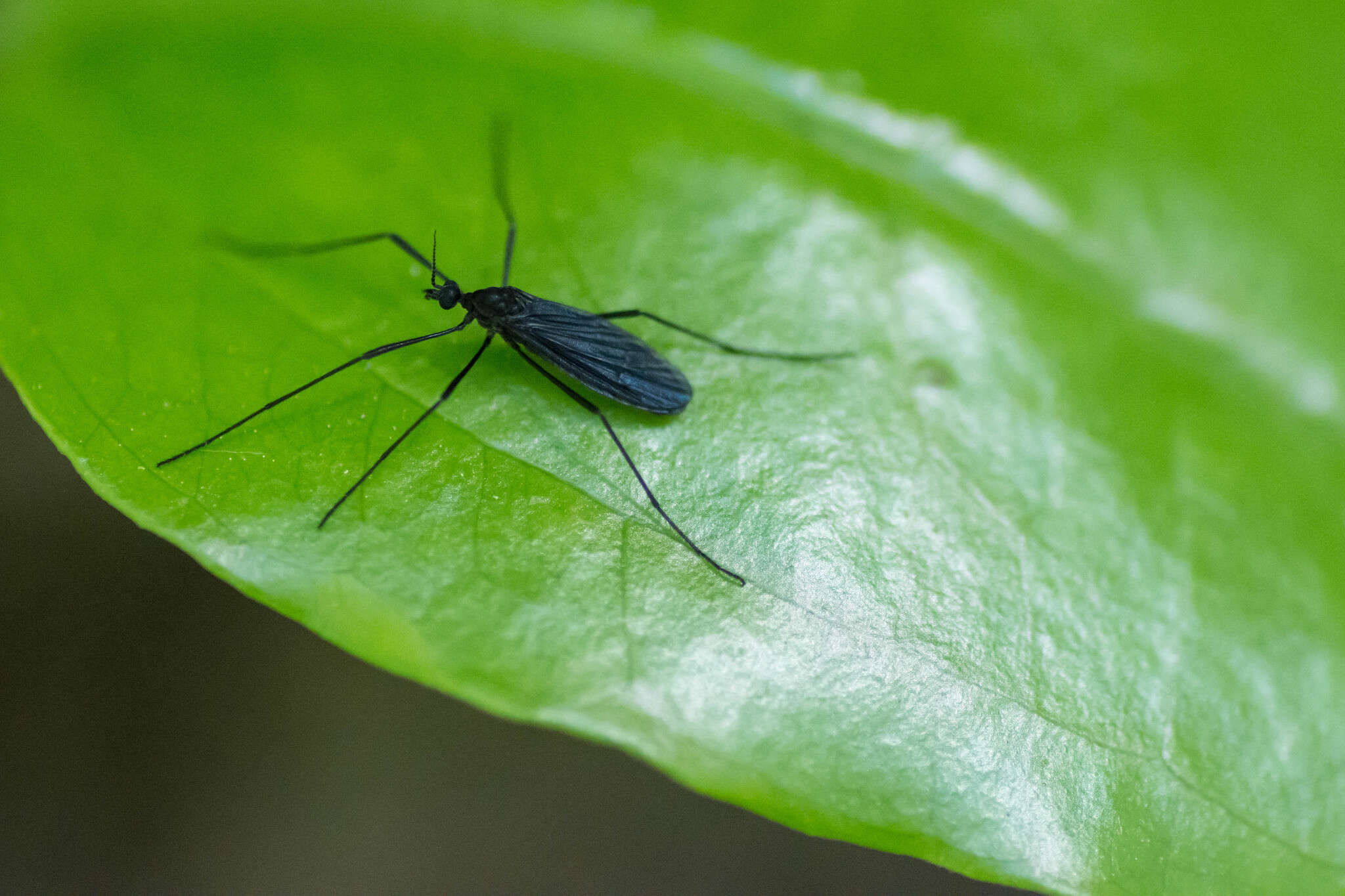 Eugnophomyia luctuosa (Osten Sacken 1860) resmi