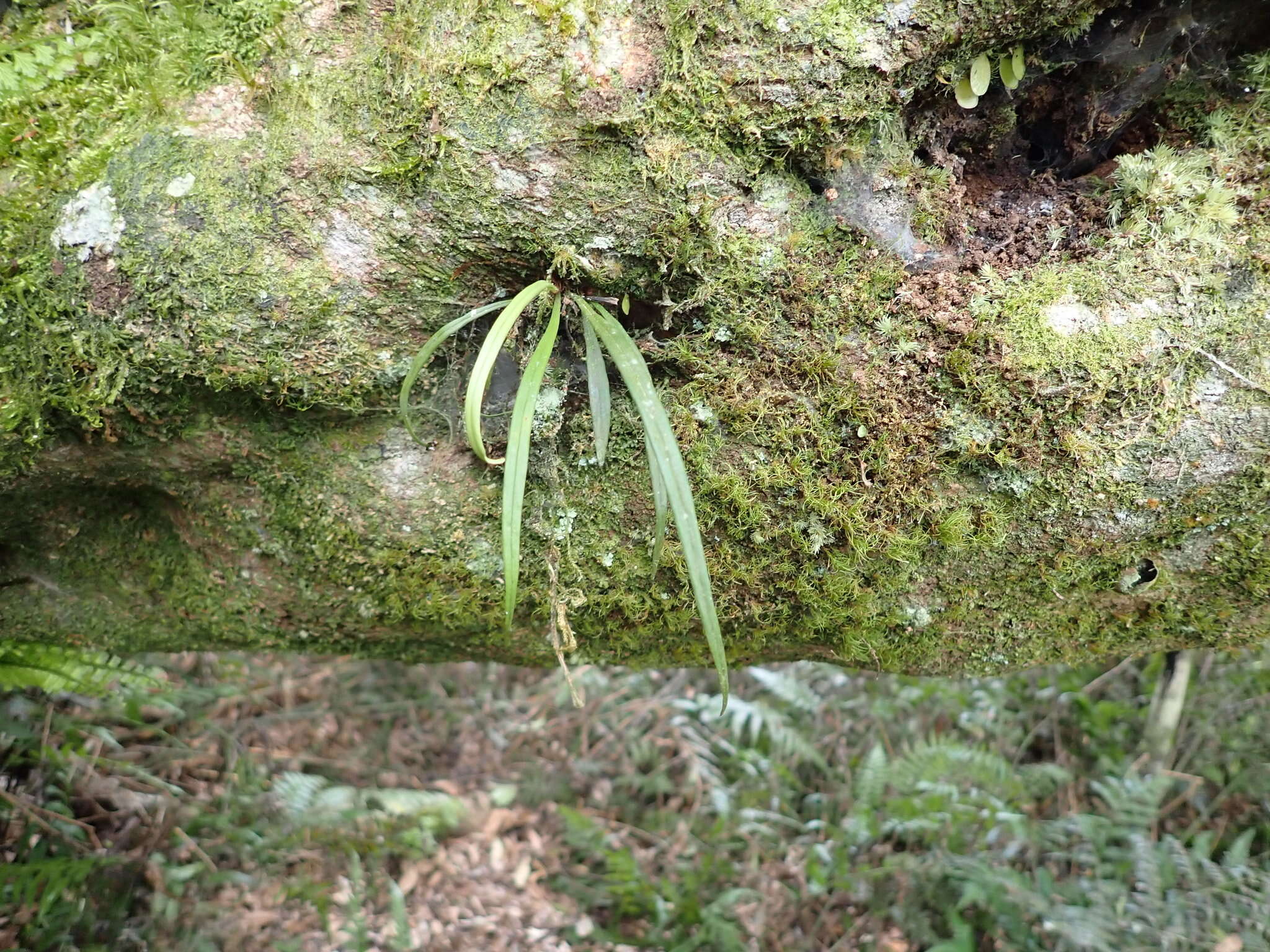 Haplopteris flexuosa (Fée) E. H. Crane的圖片