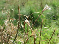 Image of american willowherb