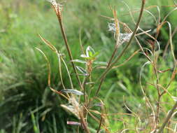 Image of american willowherb