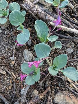 Image of Sacramento waxydogbane