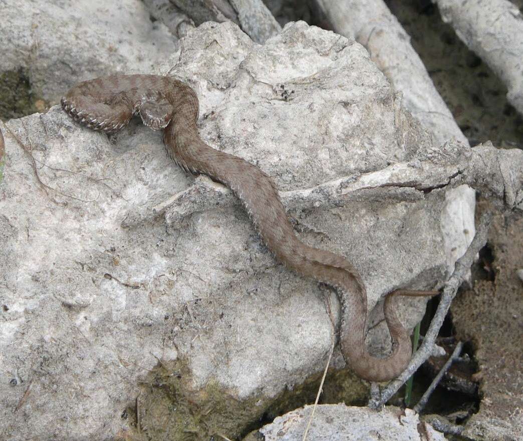 Image of Vipera berus bosniensis Boettger 1889