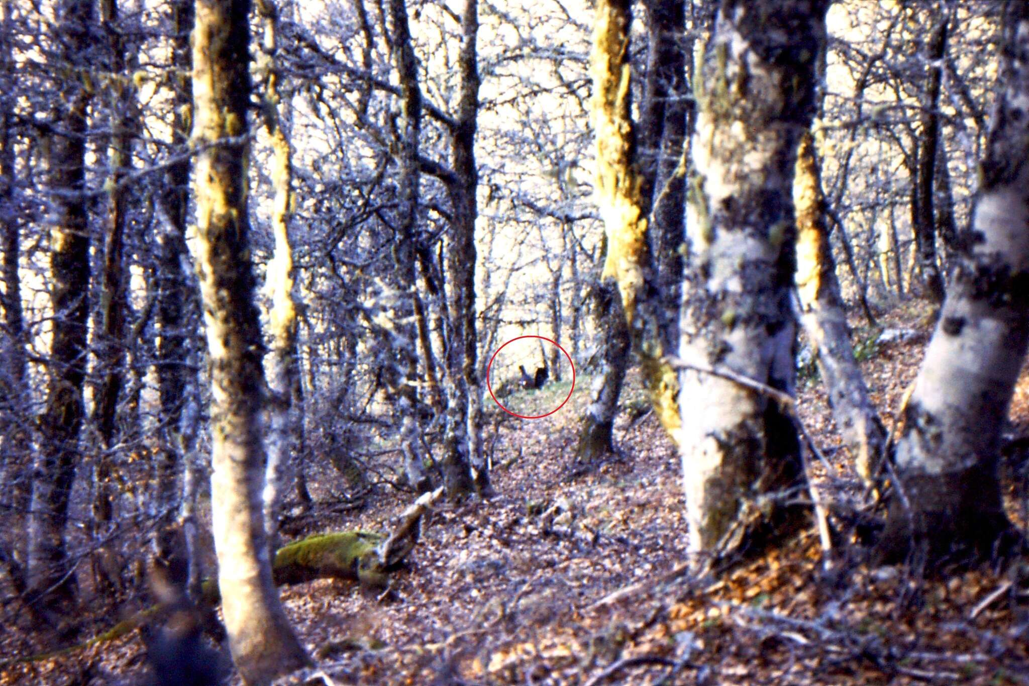 Image of Cantabrian capercaillie