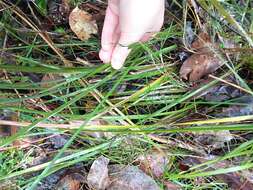 Image of Patersonia umbrosa Endl.