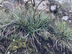 Image of Dyckia remotiflora A. Dietr.