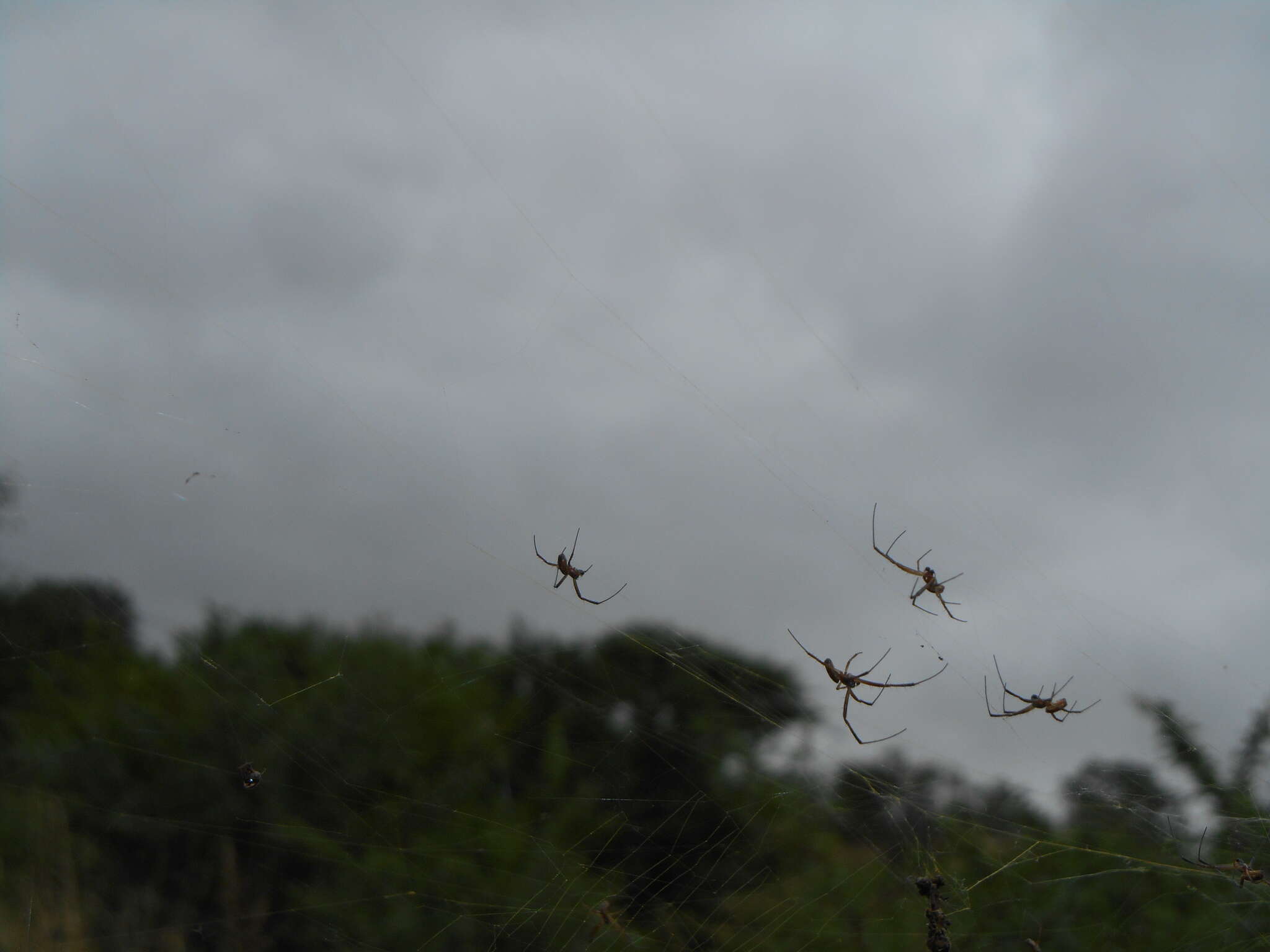 صورة Trichonephila senegalensis (Walckenaer 1841)