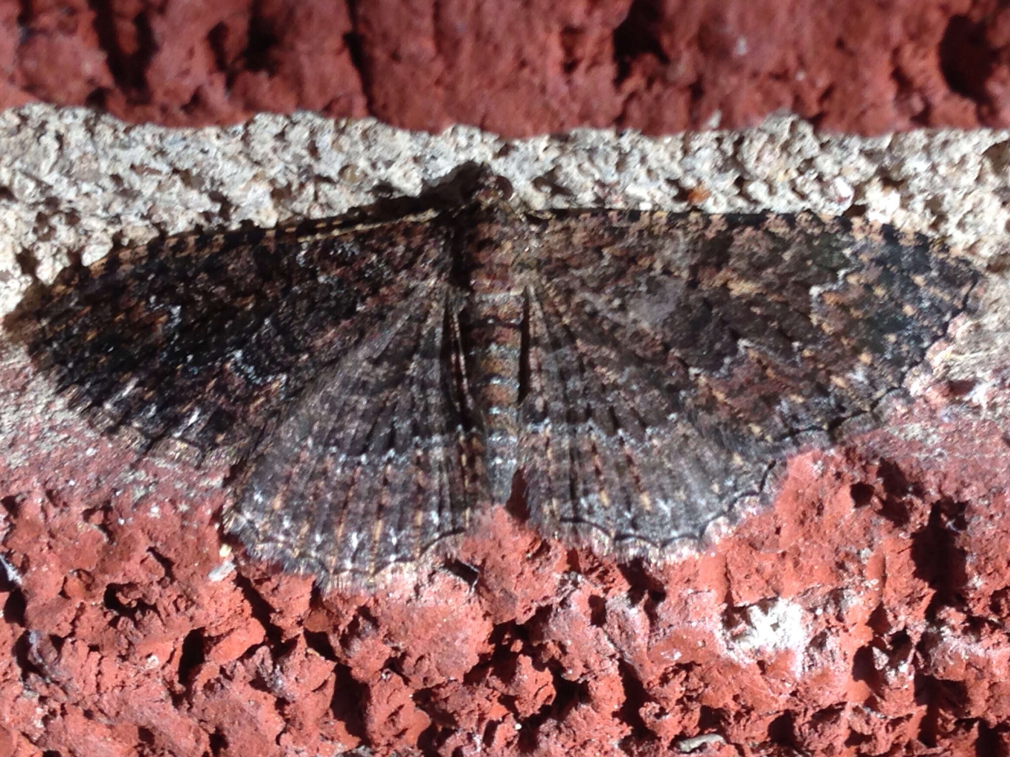 Plancia ëd Disclisioprocta stellata Guenée 1858