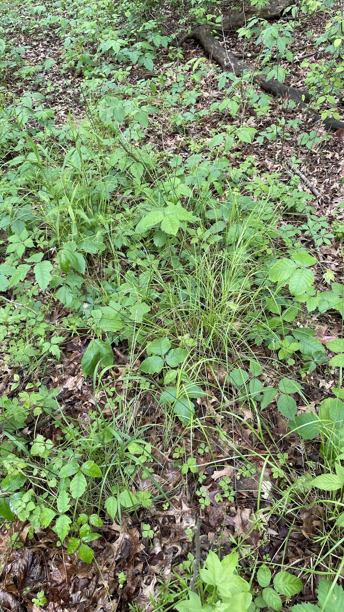 Image of Greater straw sedge