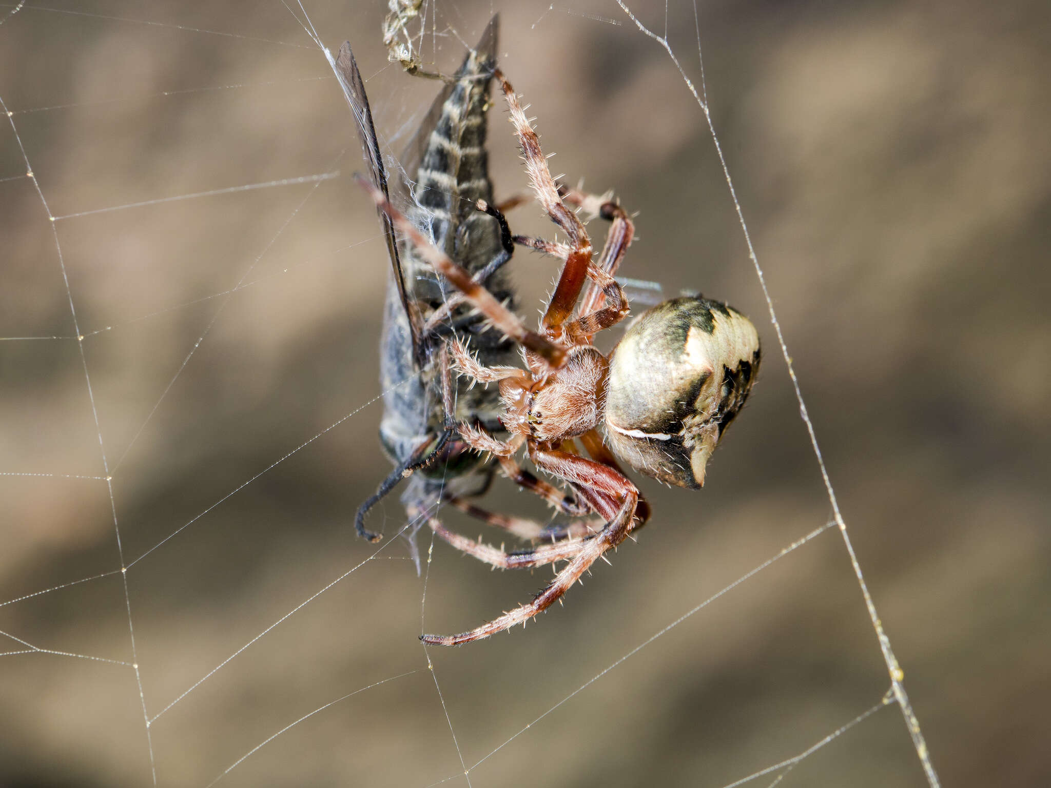 Imagem de Araneus tartaricus (Kroneberg 1875)