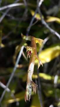 Image de Bulbophyllum rubrum Jum. & H. Perrier