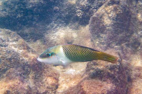 Imagem de Hemigymnus