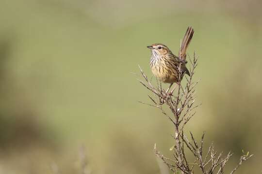 Image of Striated Calamanthus