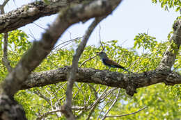 Image of Racket-tailed Roller