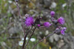 Imagem de Cirsium palustre (L.) Scop.