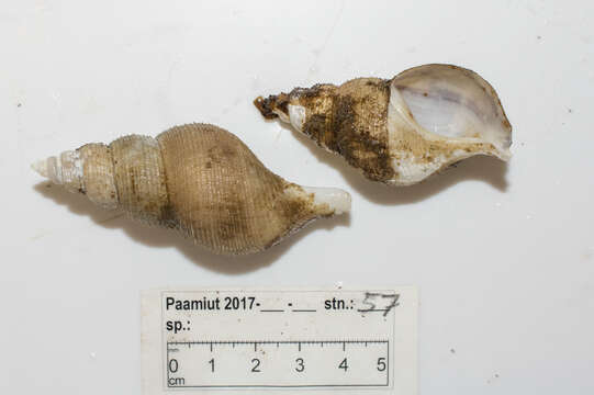 Colus pubescens (A. E. Verrill 1882) resmi