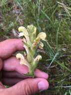 Image of Pedicularis tristis L.