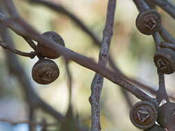 صورة Eucalyptus macrorhyncha F. Müll.