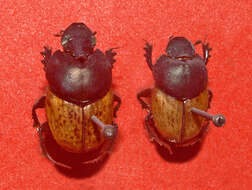 Image of Onthophagus (Palaeonthophagus) vacca (Linnaeus 1767)