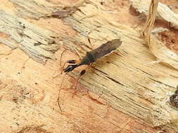 Image of Long-necked Seed Bugs