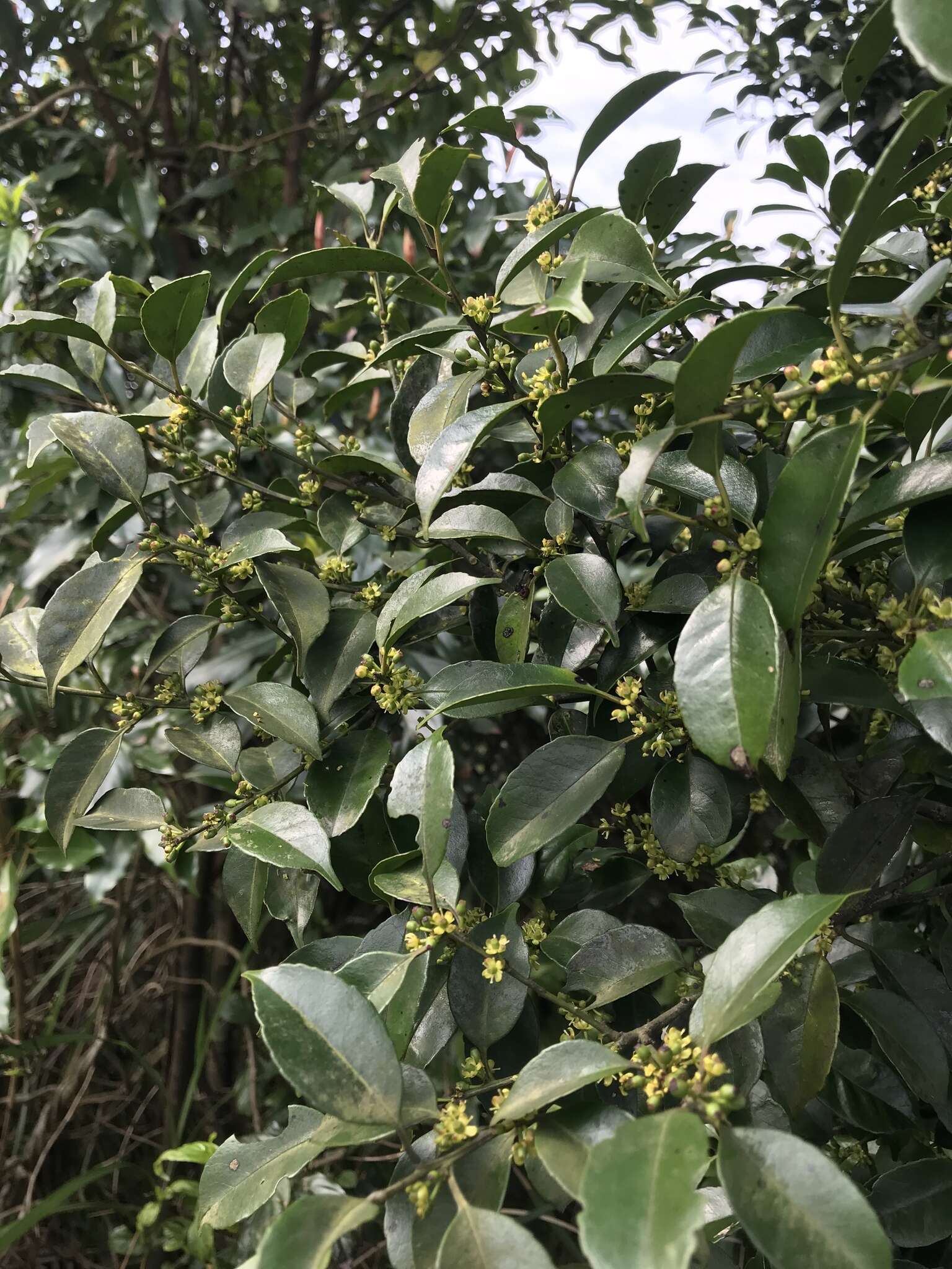 Слика од Ilex uraiensis Yamam.