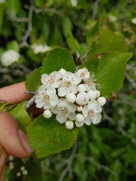 Image of Suksdorf's Hawthorn