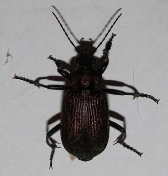 Calosoma (Campalita) chlorostictum Dejean 1831 resmi