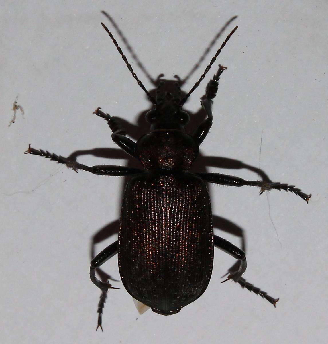 Image of Calosoma (Campalita) chlorostictum Dejean 1831