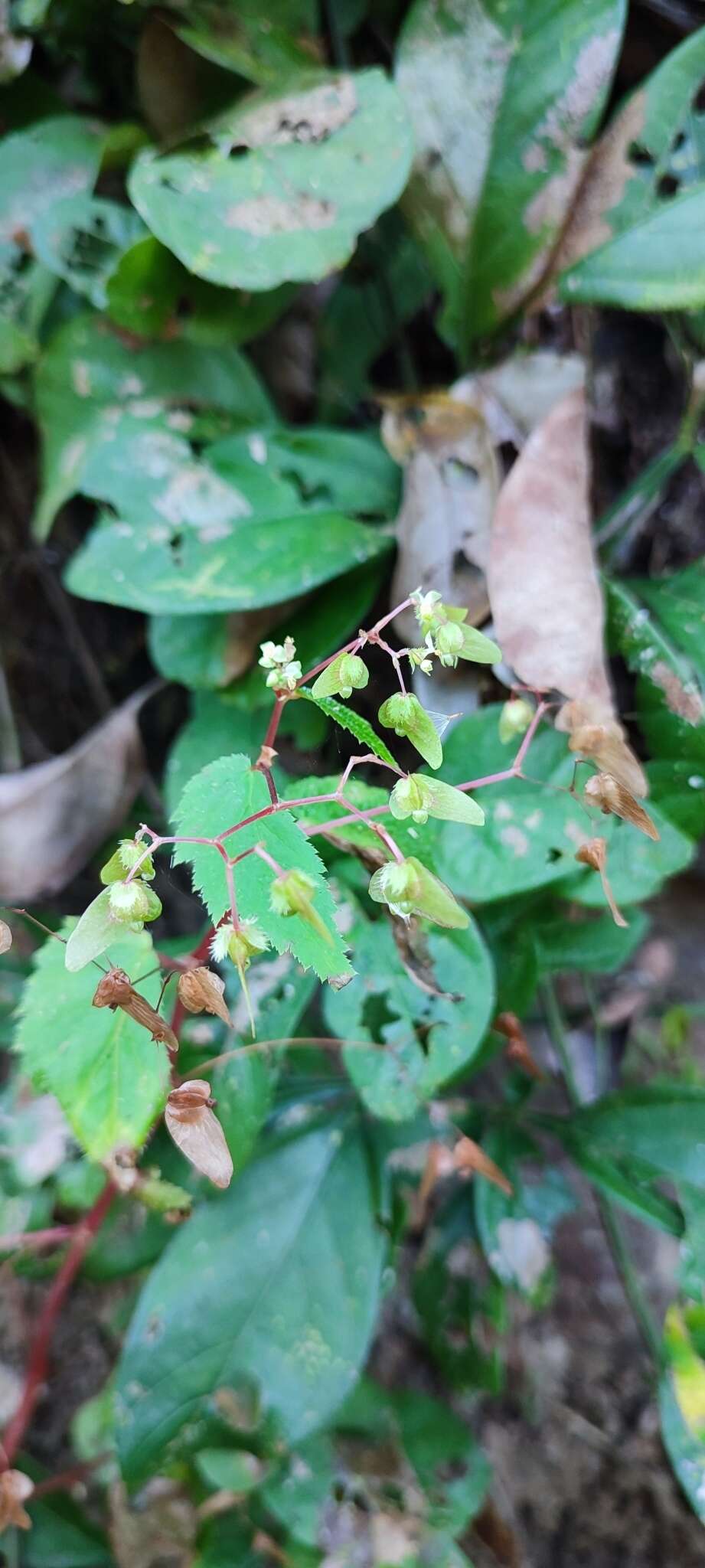 Слика од Begonia hirsuta Aubl.