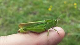 Image of Mendocino Green-striped Grasshopper