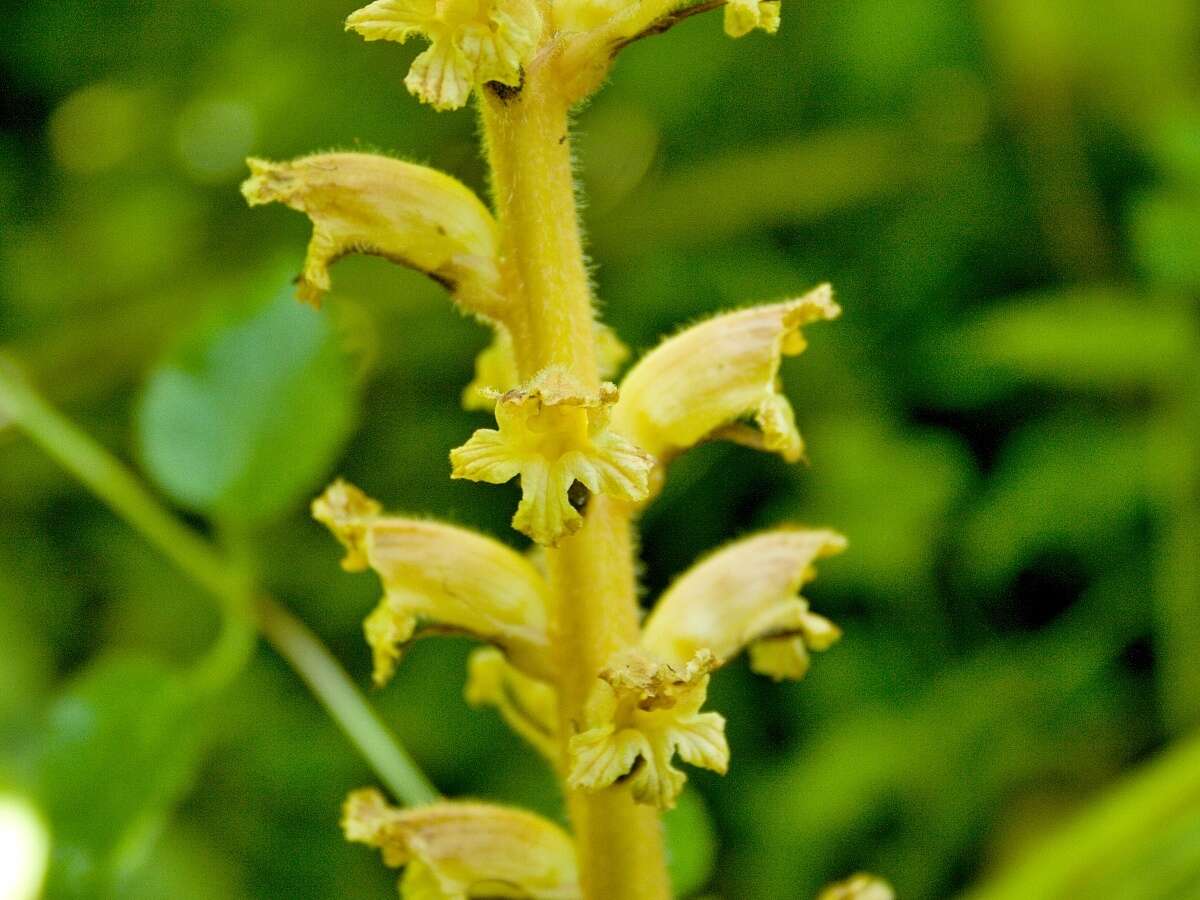 Image of Orobanche flava Mart.