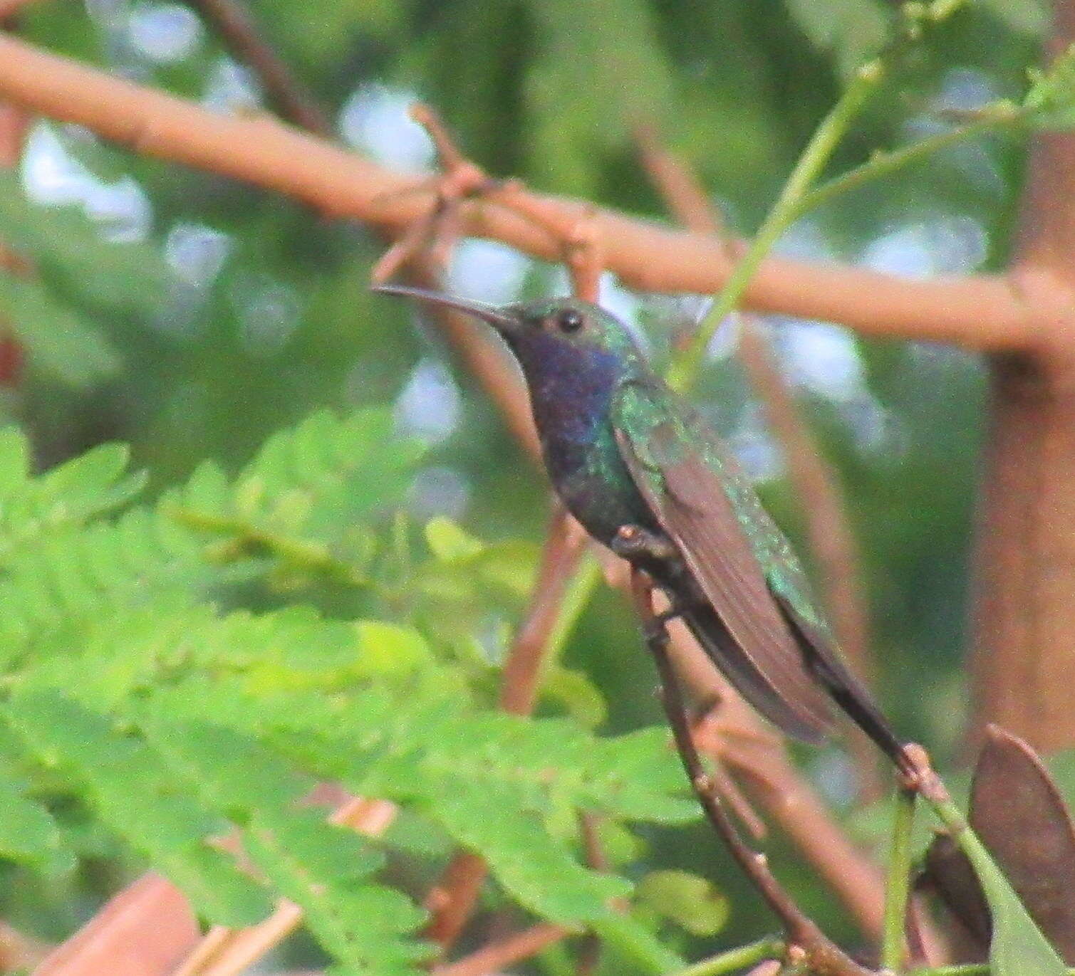 Image de Chrysuronia coeruleogularis (Gould 1851)