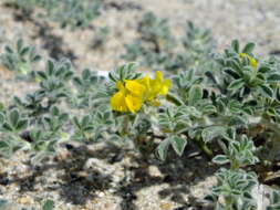 Plancia ëd Medicago marina L.