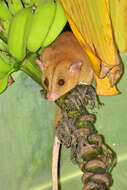 Image of Bare-tailed Woolly Opossum