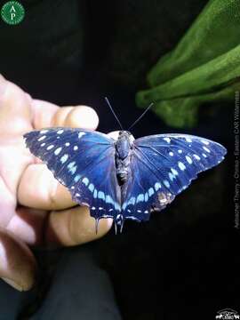 Imagem de Charaxes etesipe Godart 1824