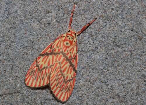 Image of Barsine deliciosa