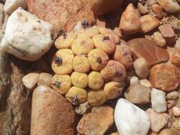 Image of Conophytum truncatum (Thunb.) N. E. Br.