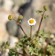 Image of Emory's rockdaisy